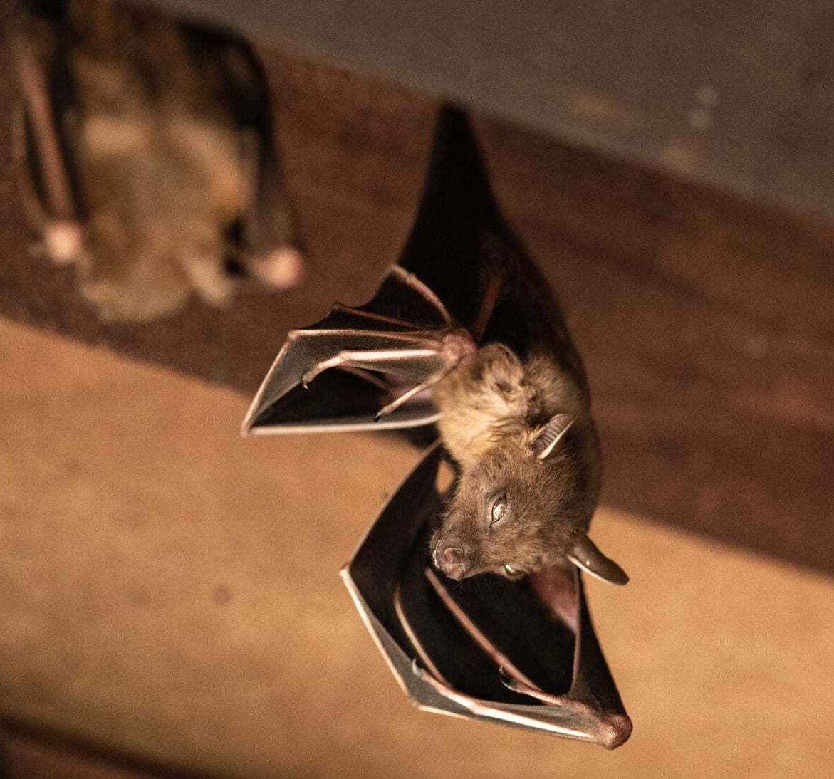 Wildlife-Bats in Canton